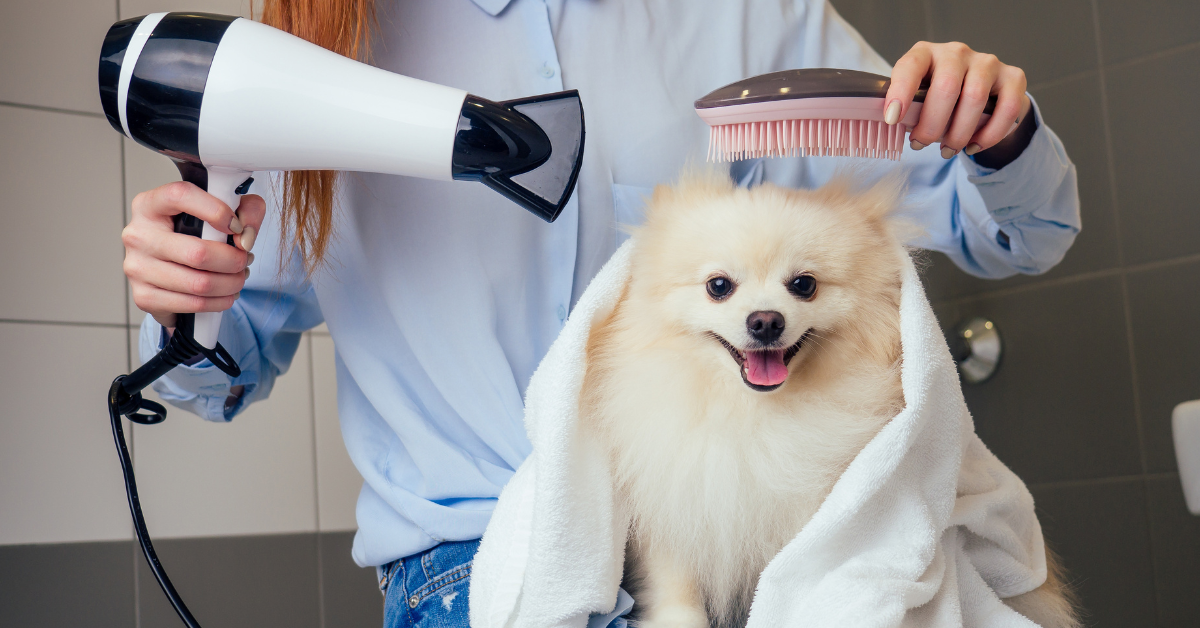 Happy Pomeranian wrapped in a towel during gentle grooming, with blow dryer and brush, showing a stress-free at-home pet care experience