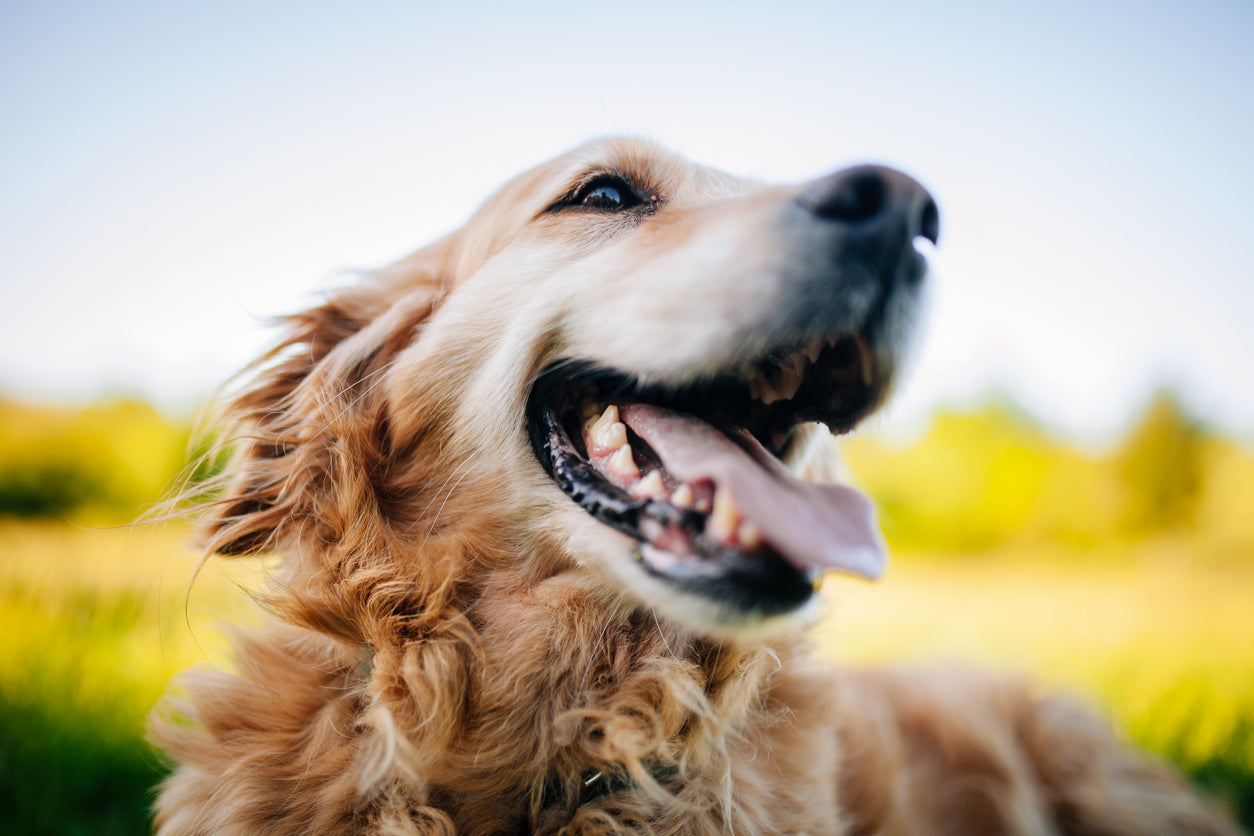 Content dog with shiny coat after at-home grooming