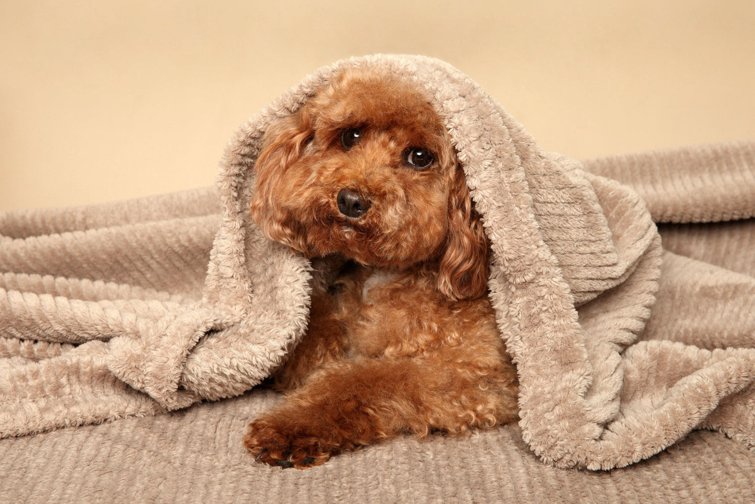 Luxury dog grooming at home – adorable brown poodle wrapped in a plush beige blanket after spa day treatment, showcasing Groomté’s premium at-home pet care, coat maintenance, and relaxation routine for happy, healthy dogs.